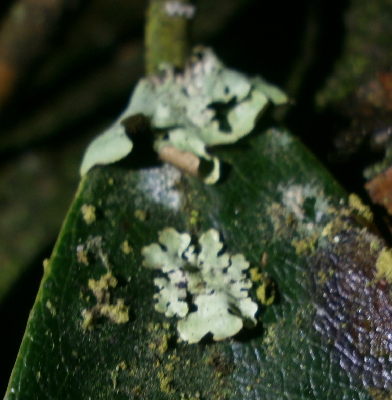 Foliaceous lichen species