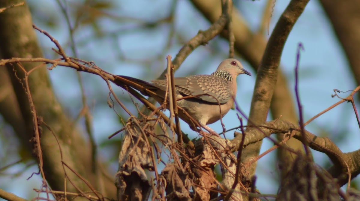 Spotted Dove