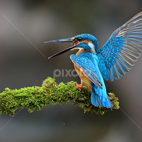 kingggggggggg by Raj Dhage - Animals Birds