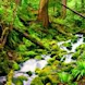 Rain Forest Sounds