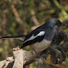 Oriental magpie-robin (male)