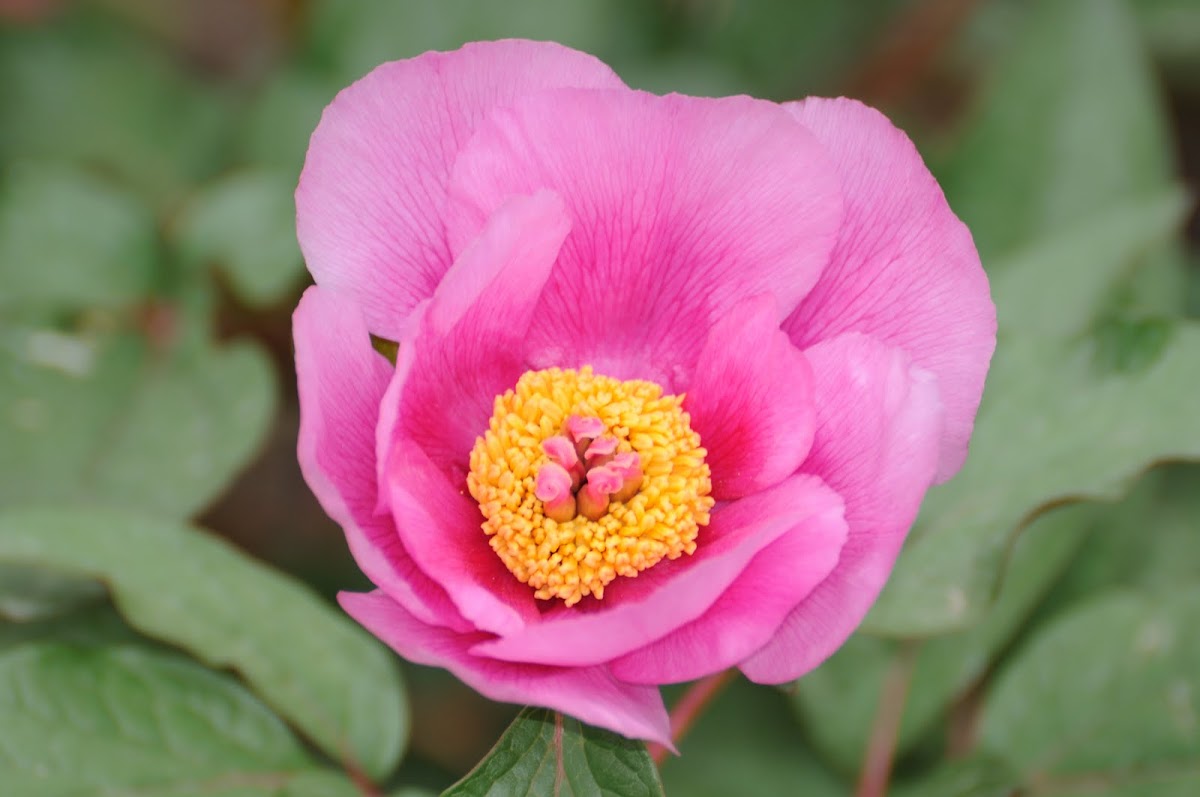 paeonia