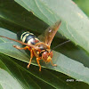 Eastern cicada killer wasp