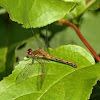 Dragonfly brown