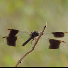 Band-winged Dragonlet     Immature male