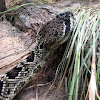 Eastern Diamondback Rattlesnake