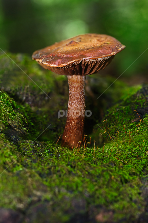 A giant among us by Frances McMullen - Nature Up Close Mushrooms & Fungi