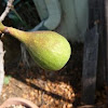 common fig