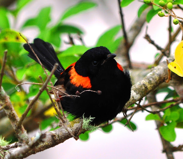 Redbacked Fairy Wren Project Noah