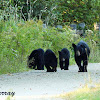 Black Bear (Sow with 3 cubs)