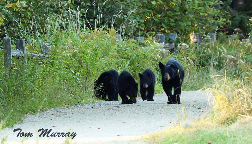 Black Bear (Sow with 3 cubs)