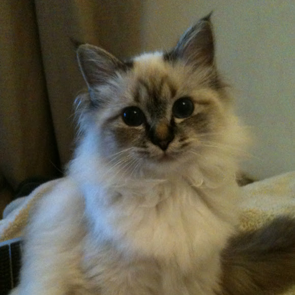 Hollie Chat Sacre De Birmanie Project Noah