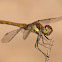 Libélula (Common Darter)