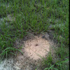 Harvester ant colony