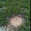 Harvester ant colony