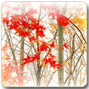 Maple Leaf Live Wallpaper.apk 4.0