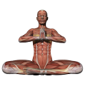 Anatomy of Yoga logo