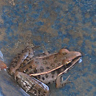 Plains leopard frog