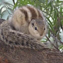 Northern palm squirrel