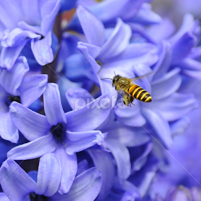 Hyacinthus Orientalis and Honey Bee by Leka Huie - Flowers Flower Gardens