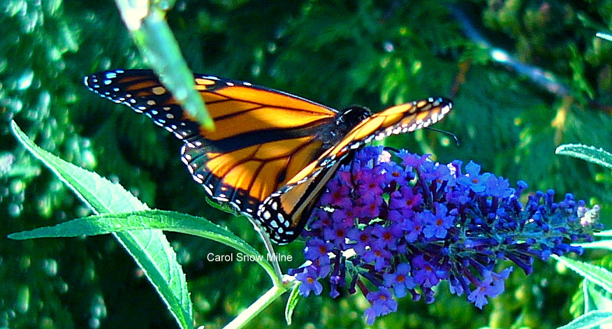 Monarch Butterfly