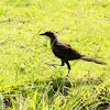 Great-tailed Grackle (female)