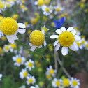 Chamomile, kamilica