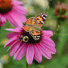 Painted Lady and Bumble Bee