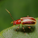 Tiny Beetle