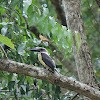 Great-billed Kingfisher / Pekaka bua bua