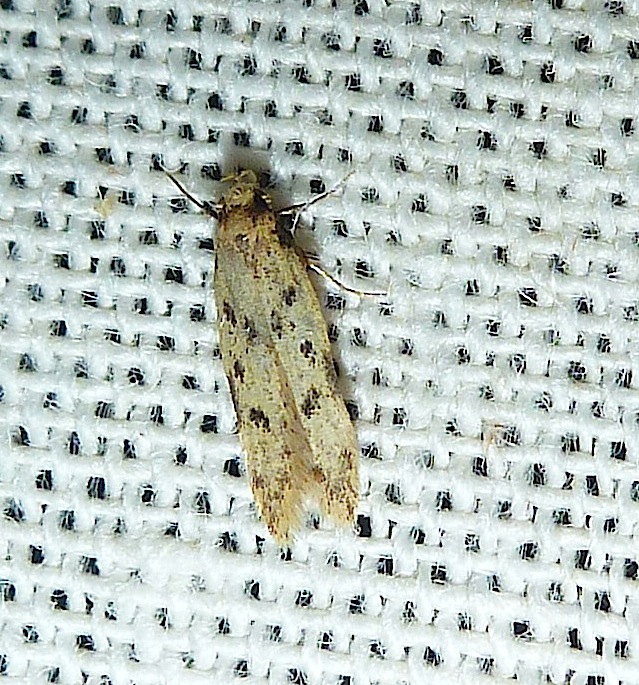 Micro-Lepidoptera