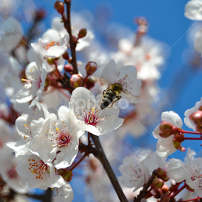 Spring's here! by José Borges - Flowers Flowers in the Wild