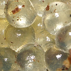 leopard slug eggs1