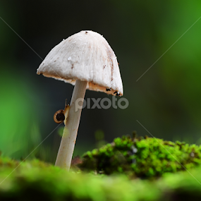 climbing by Girdan Nasution - Nature Up Close Mushrooms & Fungi