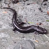 Northern Dusky Salamander (Adult)