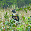 Black Baza