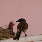 Red vented bulbul