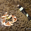 Spotted Porcelain Crab with Clark's Anemonefish