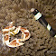 Spotted Porcelain Crab with Clark's Anemonefish