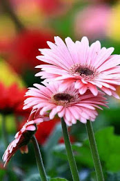 gerbera puzzle poster 3