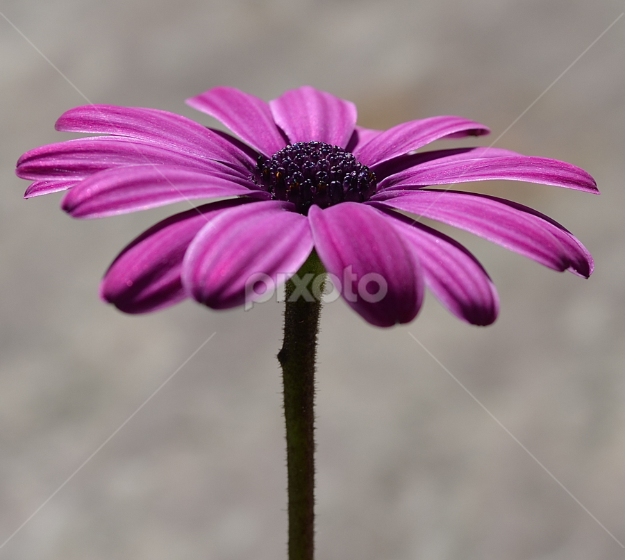 Good Morning Daisy Single Flower Flowers Pixoto
