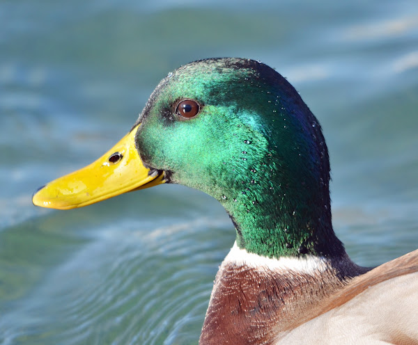 Mallard (drake) - Canard colvert - Stockente | Project Noah