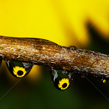 Sunflower on the raindrops by Vera Vilela -  