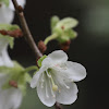 White-flowered Rhododendron