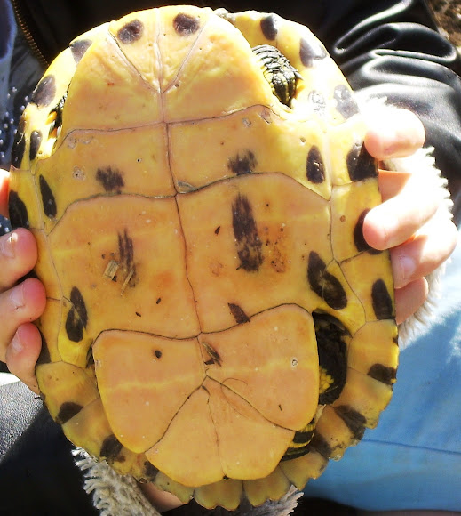 Red Eared Slider { Female} Project Noah