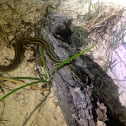 Gulf Salt Marsh Snake