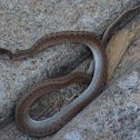 Brown snake