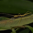 Stick Insect, Phasmid - Nymph
