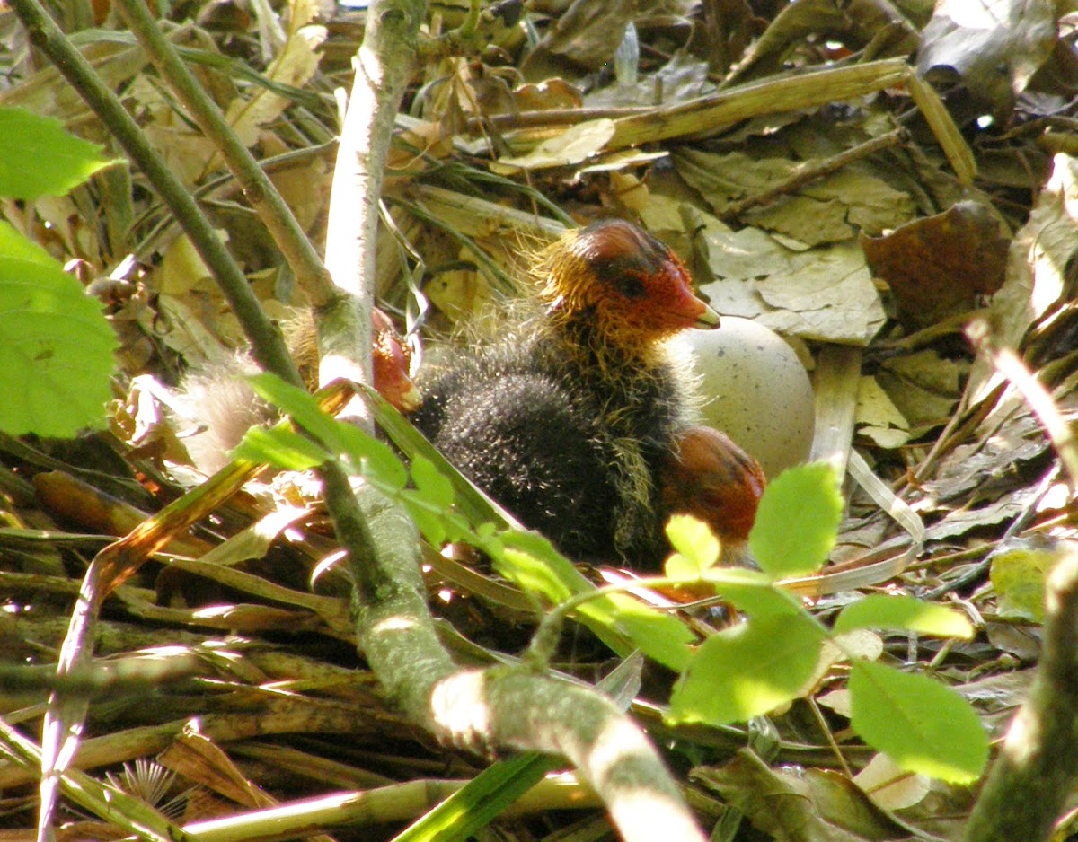 Eurasian Coot nest with babies