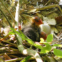 Eurasian Coot nest with babies
